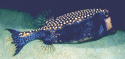 fish21.gif (17608 bytes)