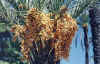 Dates3.jpg (36495 bytes)
