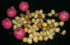 datespomegranate.JPG (21077 bytes)