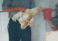 wpe09732.gif (29836 bytes)