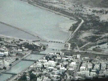 lactunis1.jpg (65913 bytes)