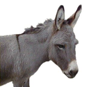 donkey.jpg (20822 bytes)