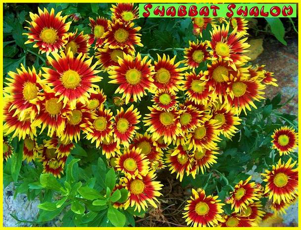 Shabbat Shalom 24 11 06