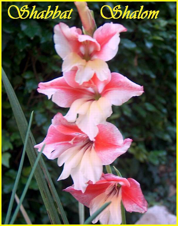 Shabbat Shalom 01 12 06