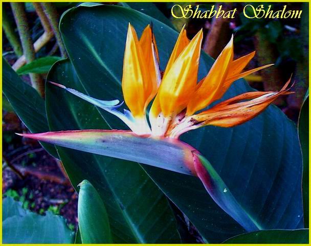 Shabbat Shalom 08 12 06