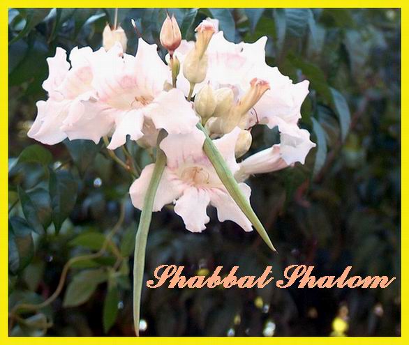 Shabbat Shalom 230905