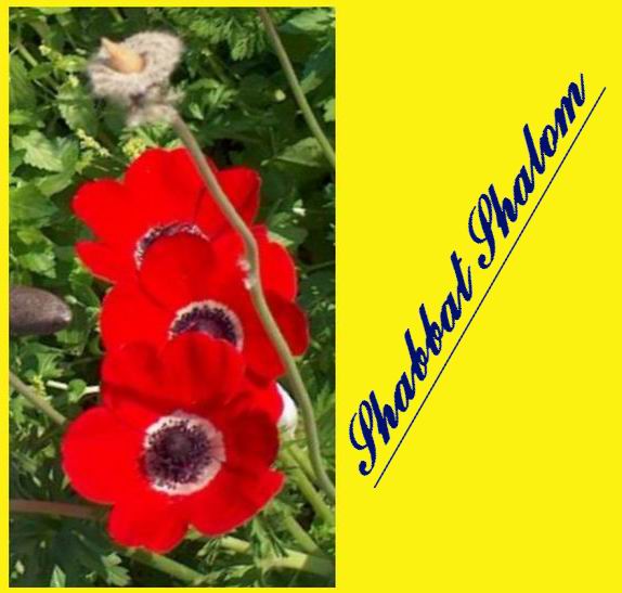 Shabbat Shalom 100206