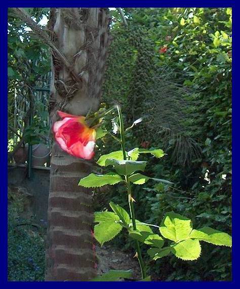 A la Memoire d'Ilan Halimi