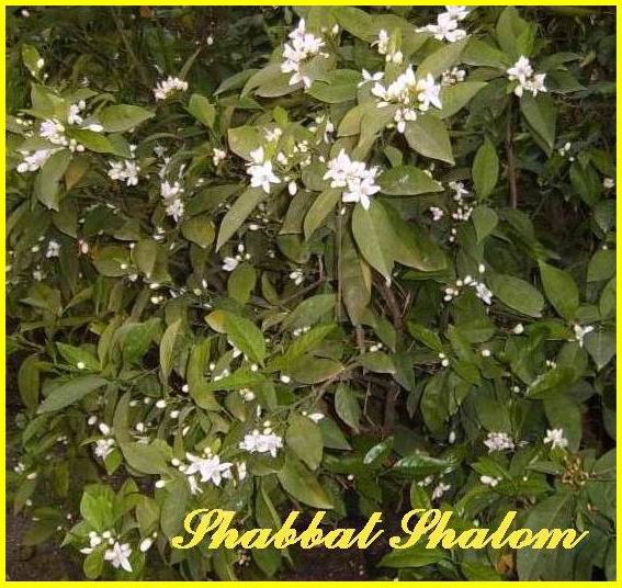 Shabbat Shalom 310306