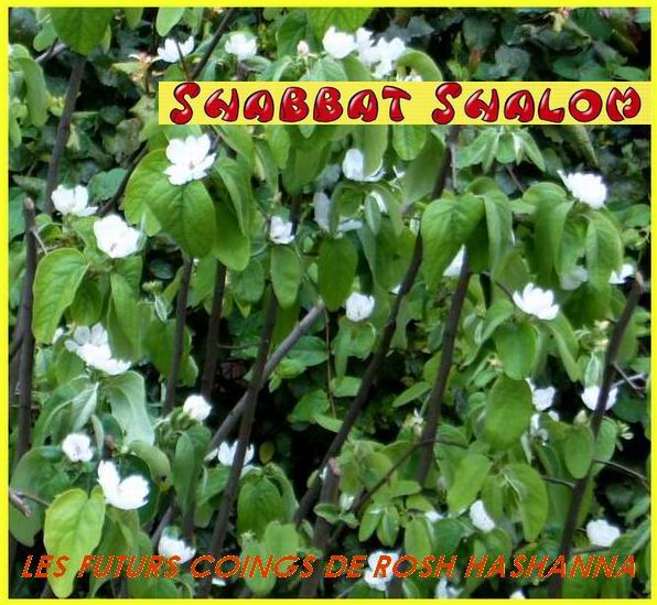 Shabbat Shalom 280406