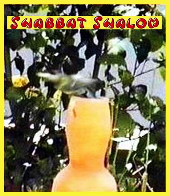 Shabbat Shalom 050506