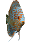  LE POISSON