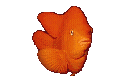  POISSON