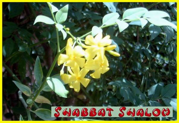 Shabbat Shalom 260506