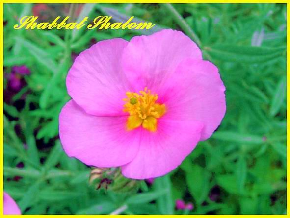 Shabbat Shalom 09 06 06