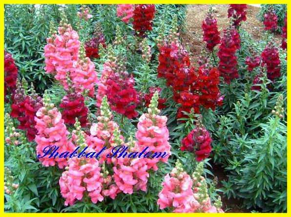 Shabbat Shalom 16 06 06