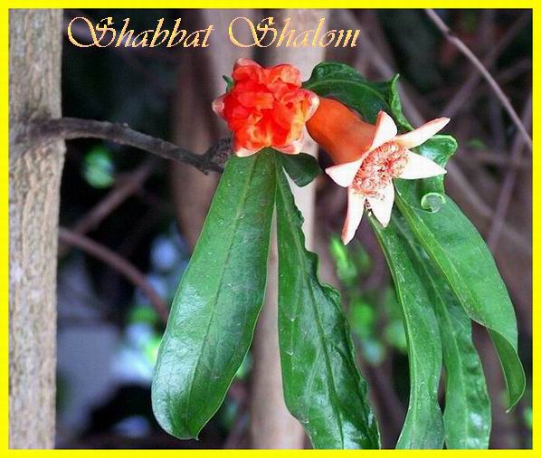 Shabbat Shalom 140706