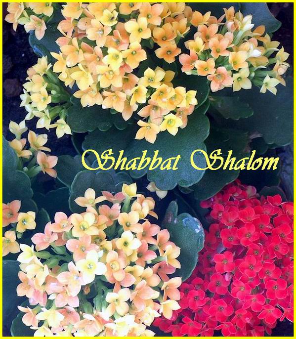 Shabbat Shalom 040806