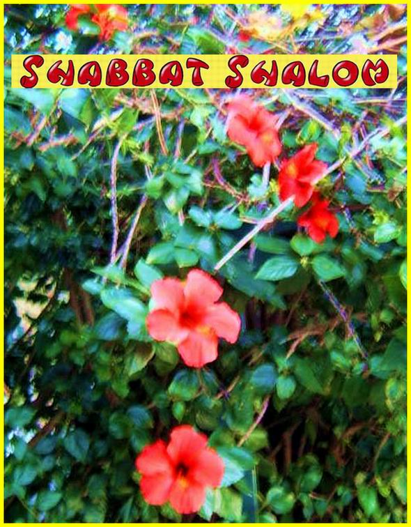 Shabbat Shalom 110806