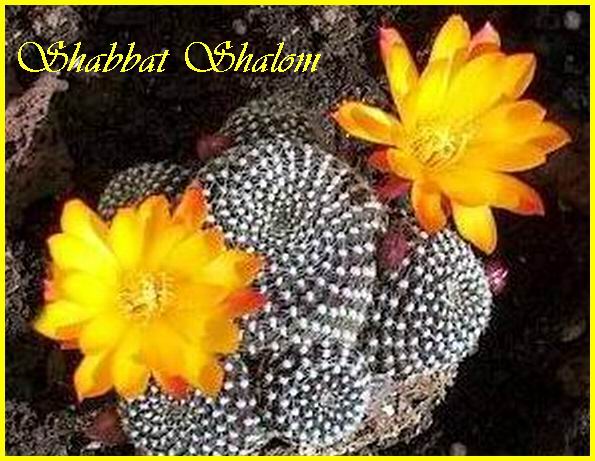 Shabbat Shalom 180806