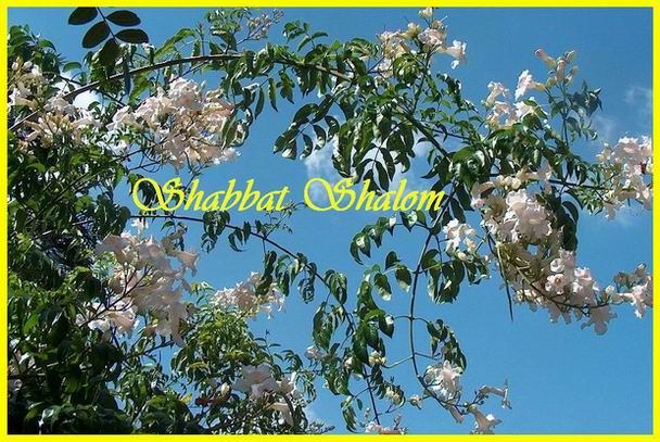 Shabbat Shalom 250806