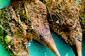 Image44.gif (93988 bytes)