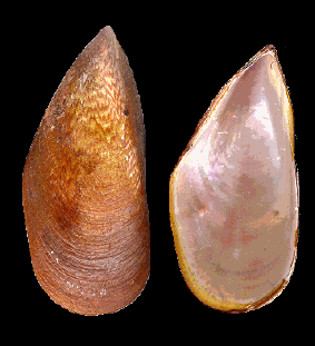 Image46.gif (47217 bytes)