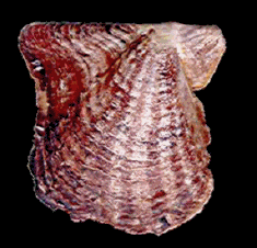 Image48.gif (31821 bytes)