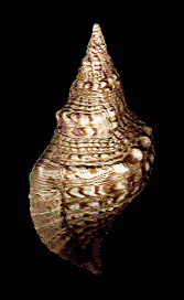 Image80.gif (43178 bytes)