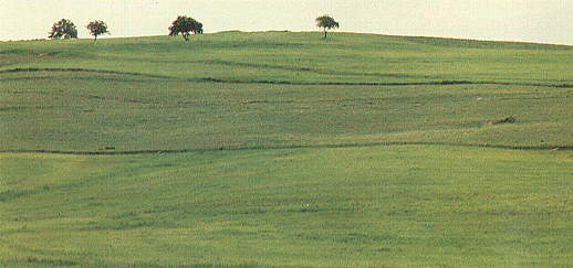 beja1.jpg (20645 bytes)