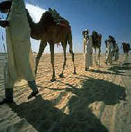 camelsshadows.jpg (10943 bytes)