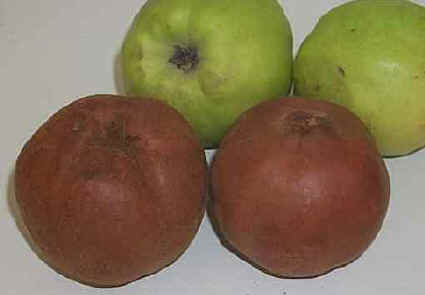 coings.JPG (8674 bytes)