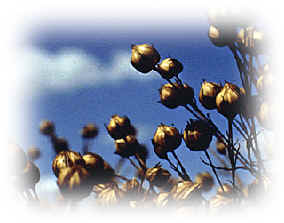 flax.jpg (53851 bytes)