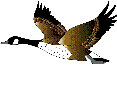 gooseflying.gif (3393 bytes)