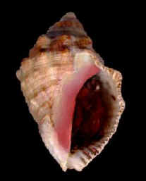 haemastohist.JPG (8369 bytes)