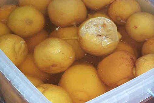 jcitronbeldi.jpg (18207 bytes)