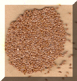 wpe95512.gif (97122 bytes)