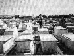 nabeul-le cimetiere juif.hqx (14669 bytes)