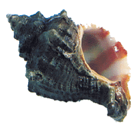 shelltekhelet.gif (20894 bytes)