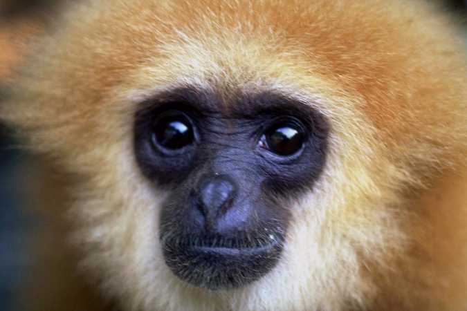 monkey.jpg (26377 bytes)