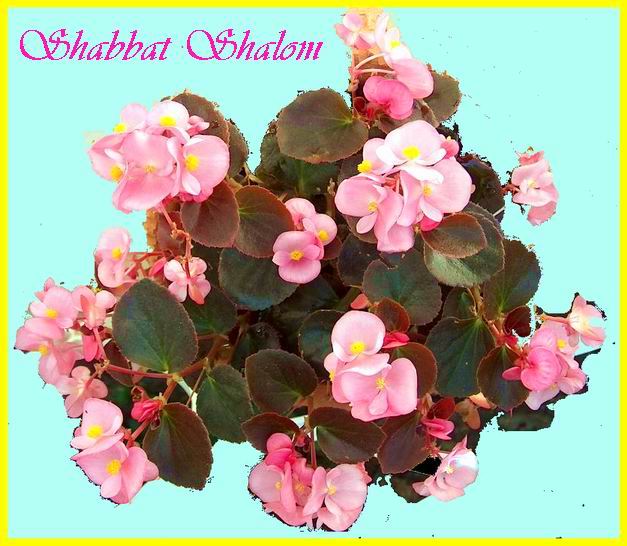 Shabbat Shalom 150607